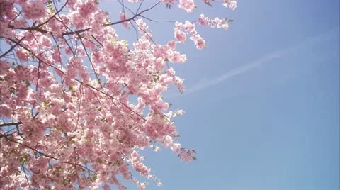 MS View of cherry tree during spring at Kungstradgarden / Stockholm Stock Footage 11293068