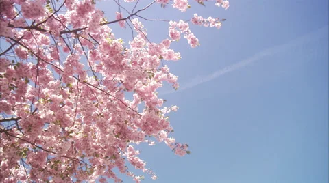 MS View of cherry tree during spring at Kungstradgarden / Stockholm, Sweden, Stock Footage 51861478