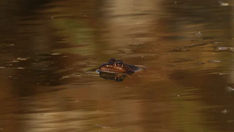MS View of Levant water frog sunbathing on rock near water golan heights Israel Video stock 137787935