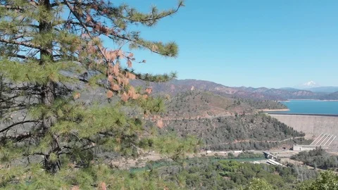 MS942_Going up a tree turning right revealing Shasta dam and Mt.Shasta distance Stock Footage
