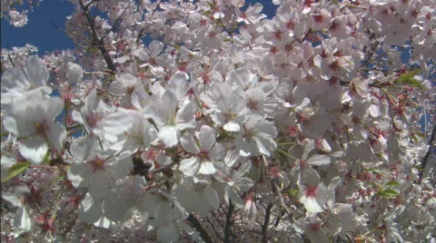 MSCherryBlossoms Stock Footage 446632