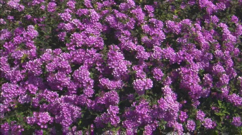 MSStreptocarpusFlowers Overhead Stock Footage 447581