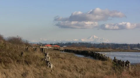 Mt. Baker with eagle Stock Footage 98418834
