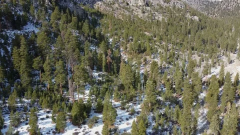 Mt. Charleston Nevada Stock Footage 154653584