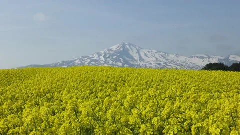 Mt. Chokai with snow and rape field Stock Footage 145068270