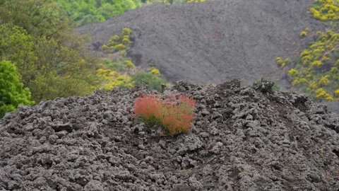 Mt. Etna Volcano in Sicily in spring, Italy Stock Footage 312025101