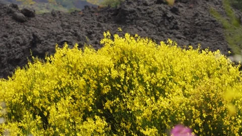 Mt. Etna Volcano in Sicily in spring, Italy Stock Footage 312025107