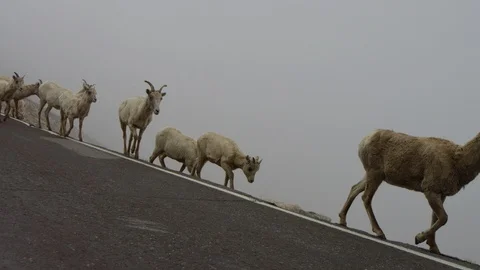MT EVANS MOUNTAIN GOATS 1 Stock Footage