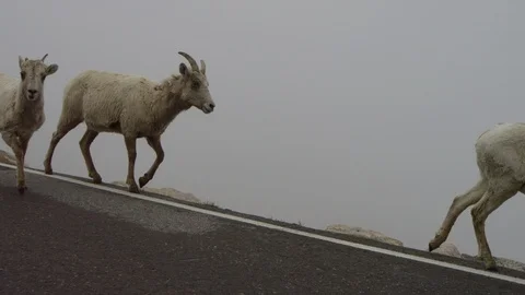 MT EVANS MOUNTAIN GOATS 2 Stock Footage