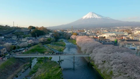 Mt Fuji and cherry blossoms at the Urui river Stock Footage 118971935