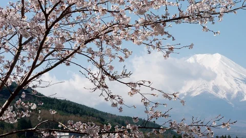 Mt. Fuji and Cherry Blossoms (Panning) Stockbeeldmateriaal 128364501