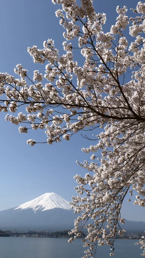 Mt. Fuji and Cherry Blossoms at Lake Kawaguchi (Vertical / Real Time / Static) Stock Footage 337890988