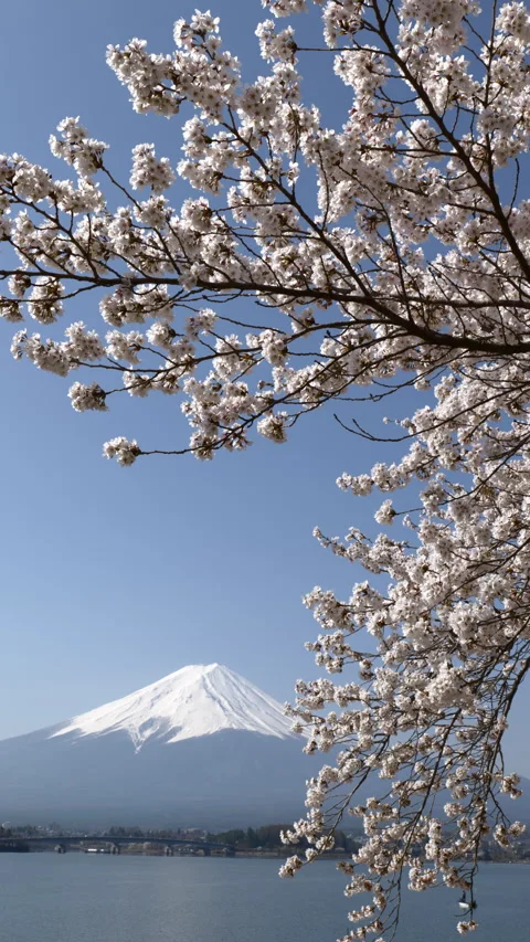 Mt. Fuji and Cherry Blossoms at Lake Kawaguchi (Vertical / Real Time / ZOOM OUT) Stock Footage 337890989