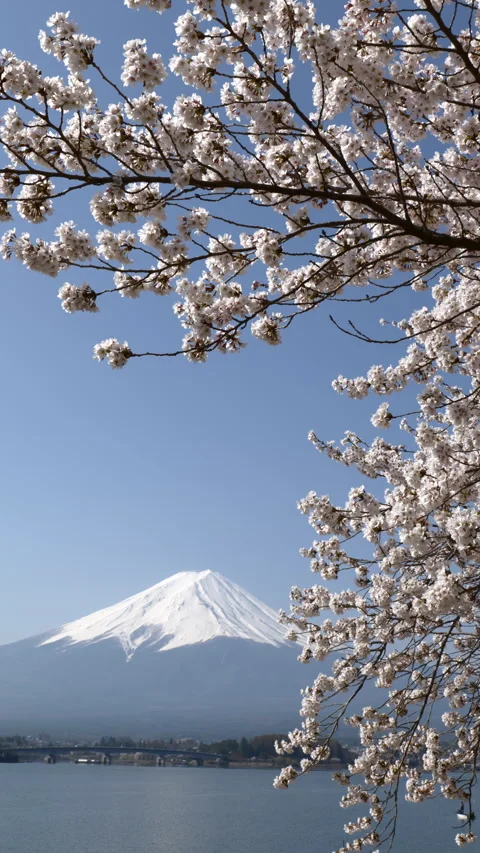 Mt. Fuji and Cherry Blossoms at Lake Kawaguchi (Vertical / Real Time / ZOOM IN) Stock Footage 337890990