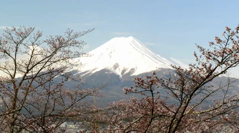 Mt. Fuji with cherry blossom Stock Footage 37693783