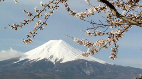 Mt. Fuji with cherry blossom Video stock 37693834