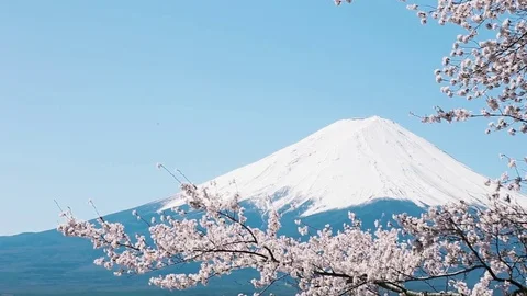 Mt. Fuji with cherry blossom Stock Footage 81285403