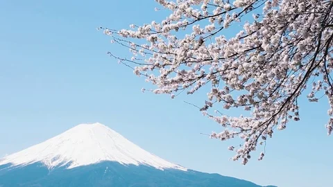 Mt. Fuji with cherry blossom Stock Footage 81286021