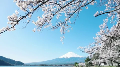 Mt. Fuji with cherry blossom Stock-Footage 81286192