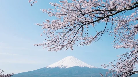 Mt. Fuji with cherry blossom Stockbeeldmateriaal 81286211