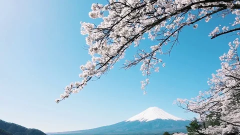 Mt. Fuji with cherry blossom Видео 81286367
