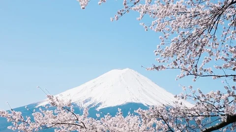 Mt. Fuji with cherry blossom Stock Footage 81286466