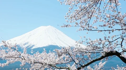 Mt. Fuji with cherry blossom Stockbeeldmateriaal 81286895