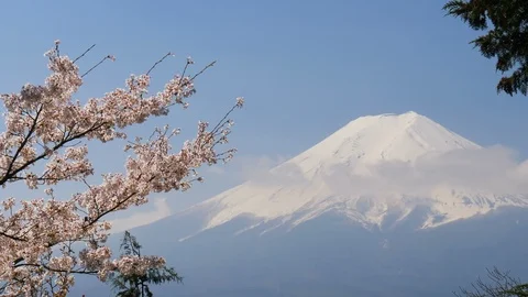Mt. Fuji with cherry blossom. Stock Footage 100876705