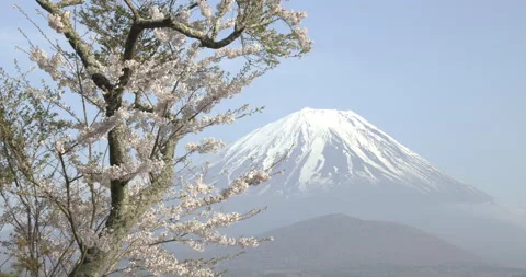 Mt Fuji with cherry blossoms Stock Footage 238450665