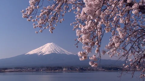 Mt. Fuji With Cherry Blossoms at lake kawaguchii, Yamanashi Prefecture, Japan. Vidéo 100142876
