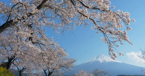 Mt. Fuji with Cherry Blossoms on a Sunny Spring Day in Shizuoka (LOOP) Stock Footage 125861069