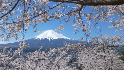 Mt. Fuji Framed by Cherry Blossoms (panning) Stock Footage 106714085