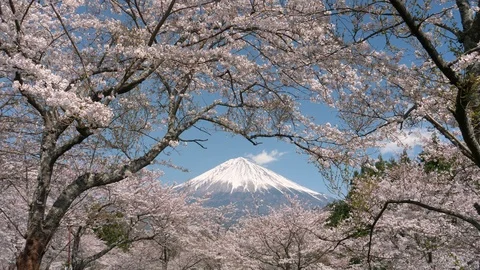 Mt. Fuji Framed with Cherry Blossoms Stock Footage 119909286