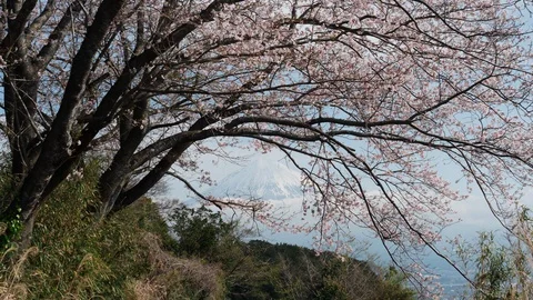 Mt. Fuji Framed by Cherry Blossoms (60p) Stock Footage 128586979
