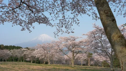 Mt. Fuji over Cherry Blossoms on a Sunny Spring Day Stock Footage 112591323