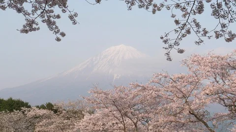 Mt. Fuji over Cherry Blossoms (tilt down) Stock Footage 114400752