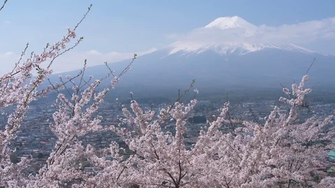 Mt. Fuji over Cherry Blossoms (time lapse) Stock Footage 114479232