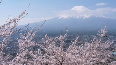 Mt. Fuji over Cherry Blossoms (real time 60p) 스톡 동영상 114480311