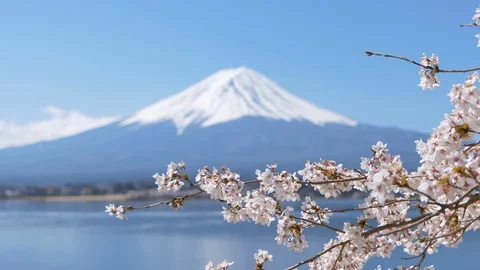 Mt. Fuji over Cherry Blossoms at Lake Kawaguchi (zoom out) Stock-Footage 124833772