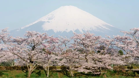 Mt. Fuji over Cherry Blossoms (Zoom In) Stockbeeldmateriaal 127986006