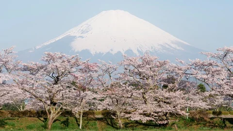 Mt. Fuji over Cherry Blossoms (Loop) Stock Footage 127987293