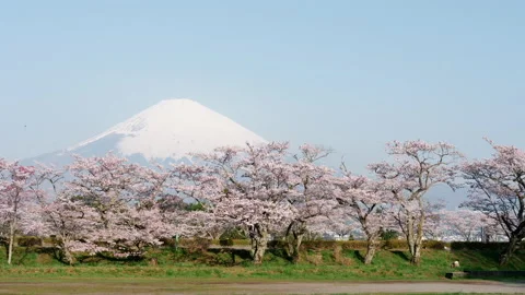 Mt. Fuji over Cherry Trees in Full Blooms with a Copy Space at the Top Right Stock Footage 147848618