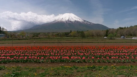 Mt. Fuji over a Field of Red Tulip Flowers 스톡 동영상 90834162