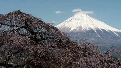 Mt. Fuji over Weeping Cherry Blossoms Getting Sunlight (Zoom In) Stockbeeldmateriaal 147833947