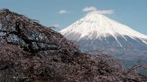 Mt. Fuji over Weeping Cherry Blossoms Getting Sunlight (Zoom Out) 스톡 동영상 147839275