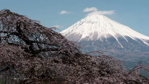 Mt. Fuji over Weeping Cherry Blossoms Getting Sunlight (Panning) Stock Footage 147845747