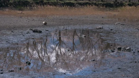 Mt. Fuji Reflected in a Puddle (tilt up) Stock Footage 123896454