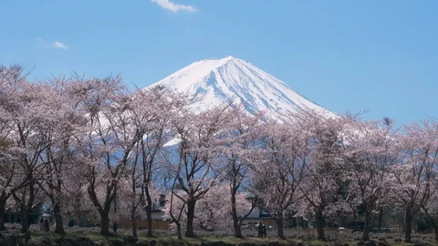 Mt. Fuji Reflected in a Puddle (tilt down) Stock Footage 123896609