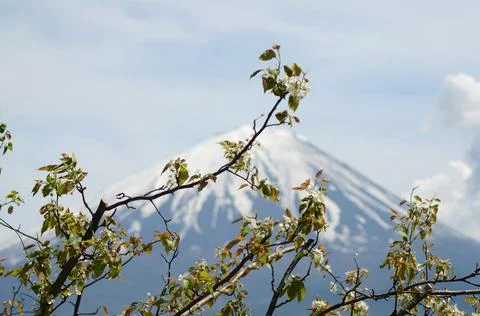 Mt Fuji seen through the branches of a cherry blossom tree. Stock Photos