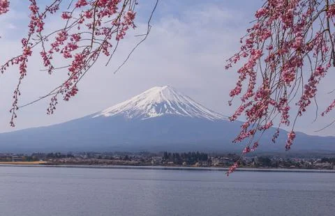 Mt fuji in spring, during peak cherry blossom season Stock Photos